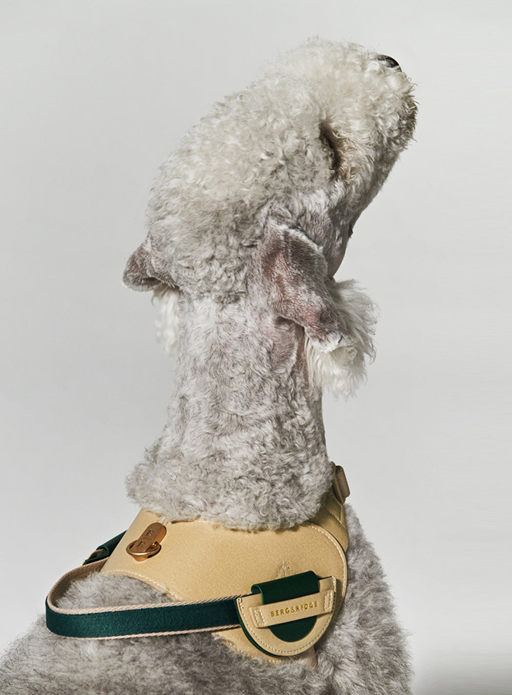 V - Harness & Leash set