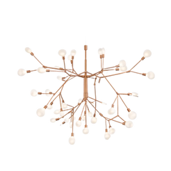 Heracleum - view 1