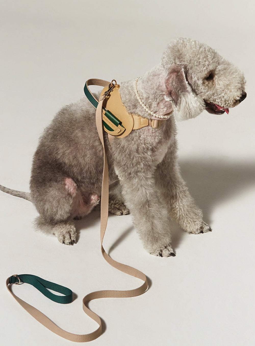 V - Harness & Leash set