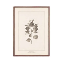 Plants: Light and Shadow No. 3 - view 1