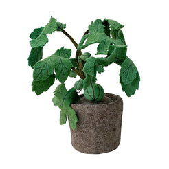 Ficus Carica - view 1