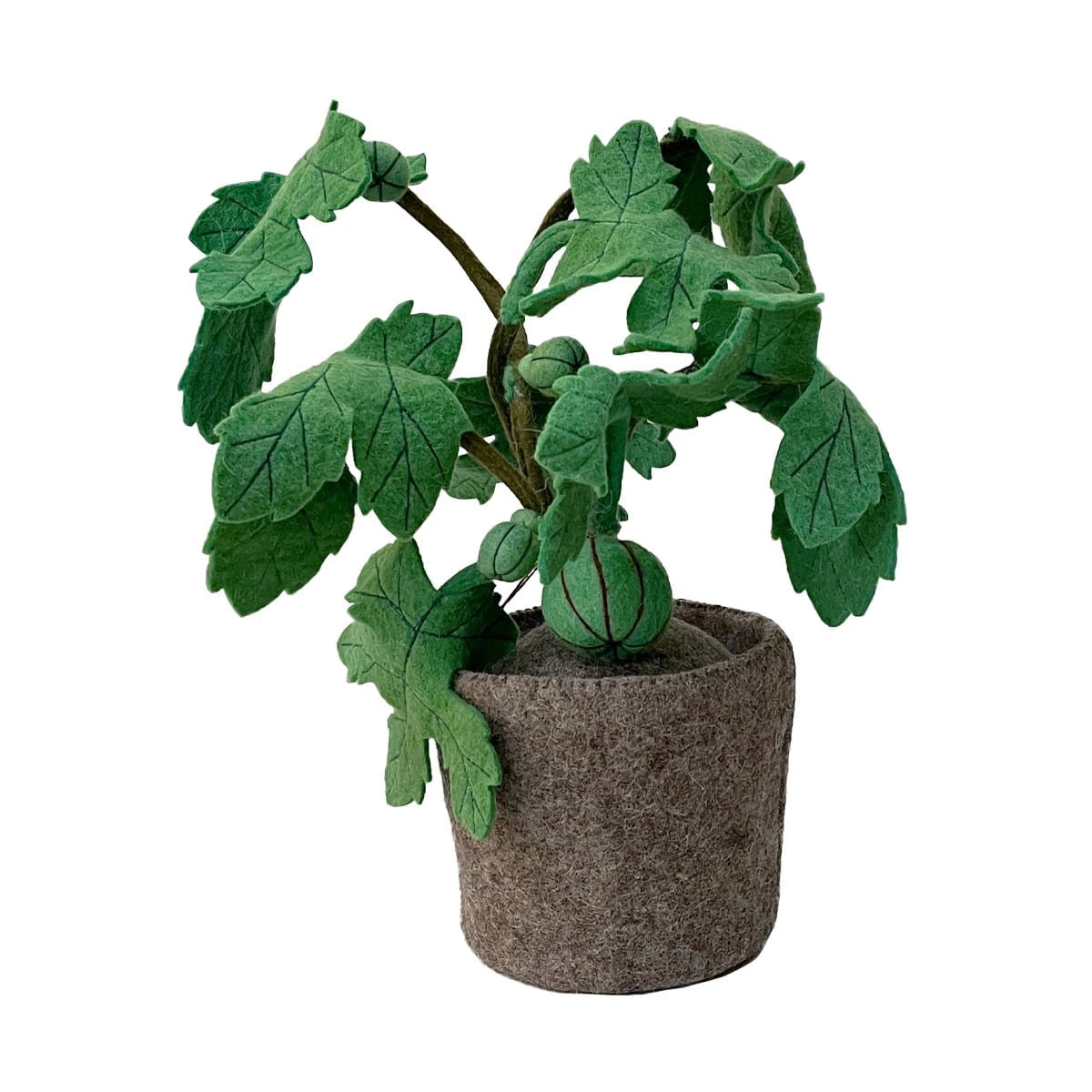 Ficus Carica - view 1