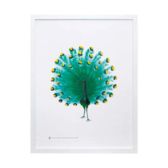 Art Print - Peacock (Zoo) by Bruno Munari - view 1