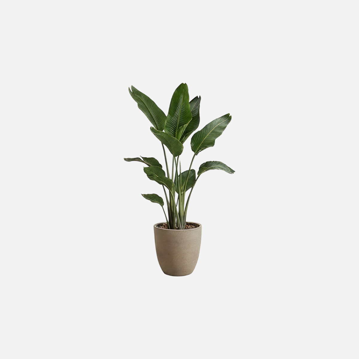 AI Design Image