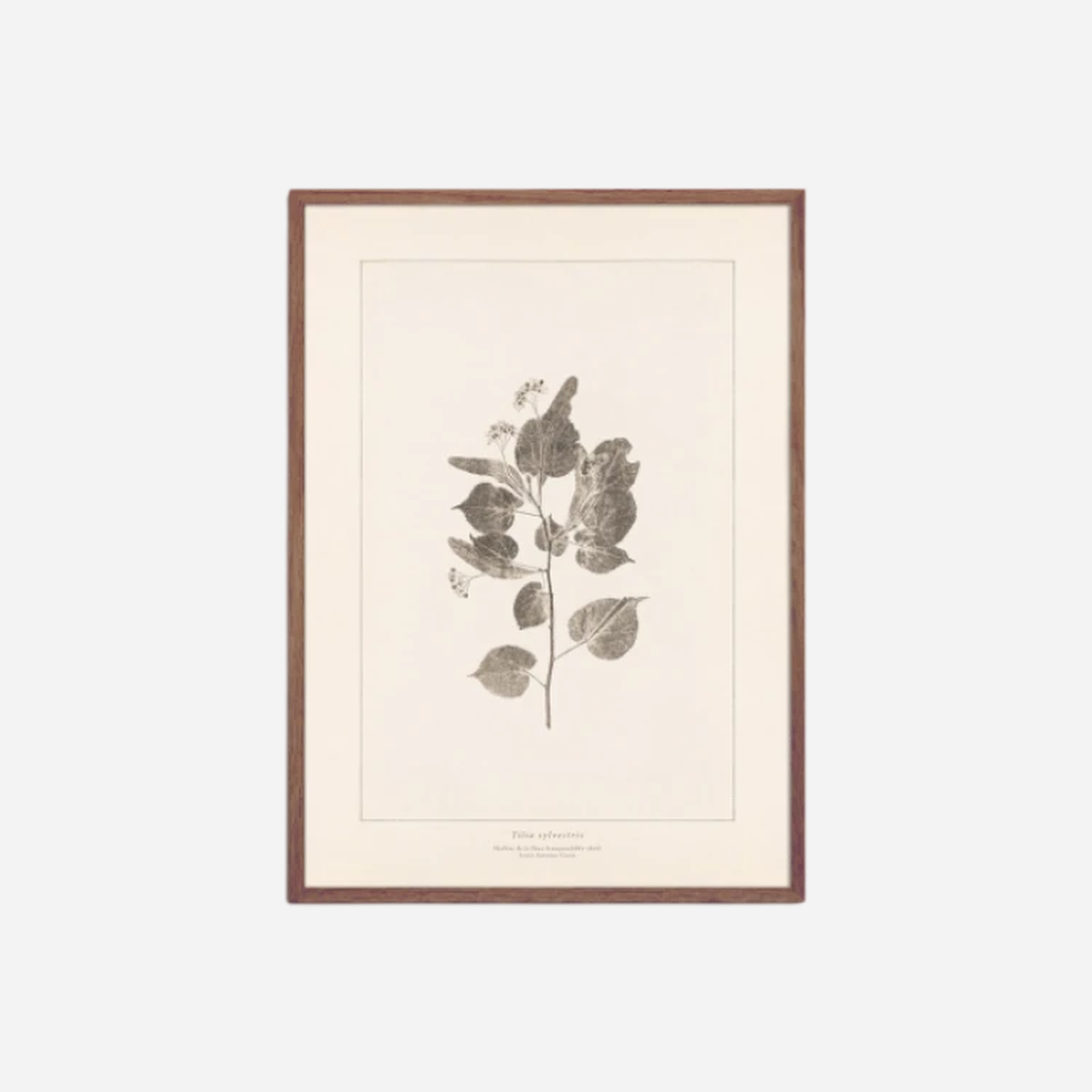Plants: Light and Shadow No. 3